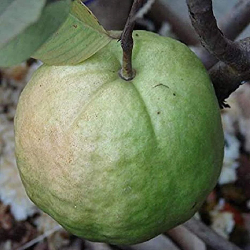 Guava Seeds