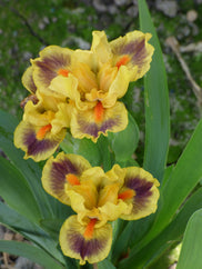 Hokie Dwarf Iris