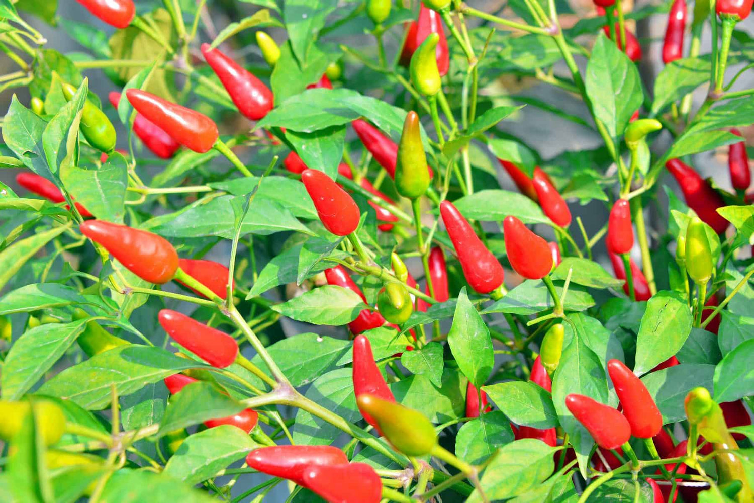 Buffy Pepper Seeds – Heirloom, Non-GMO, High Germination Organic Garden Seeds