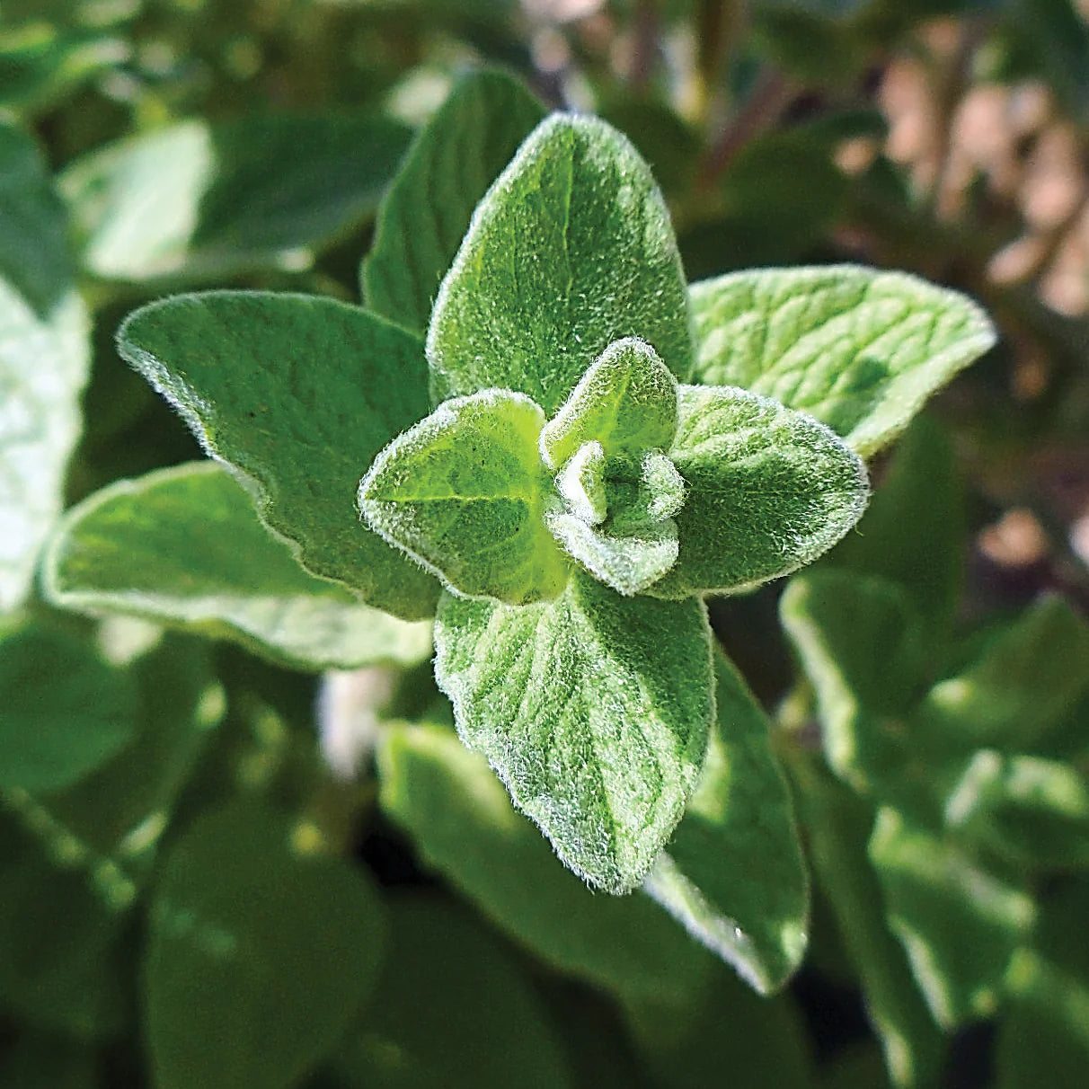 Zaatar Organic Sweet Marjoram Seed