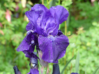 Halston Intermediate Iris