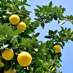 Freshly cut Grapefruit showing the juicy pulp and seeds for eating