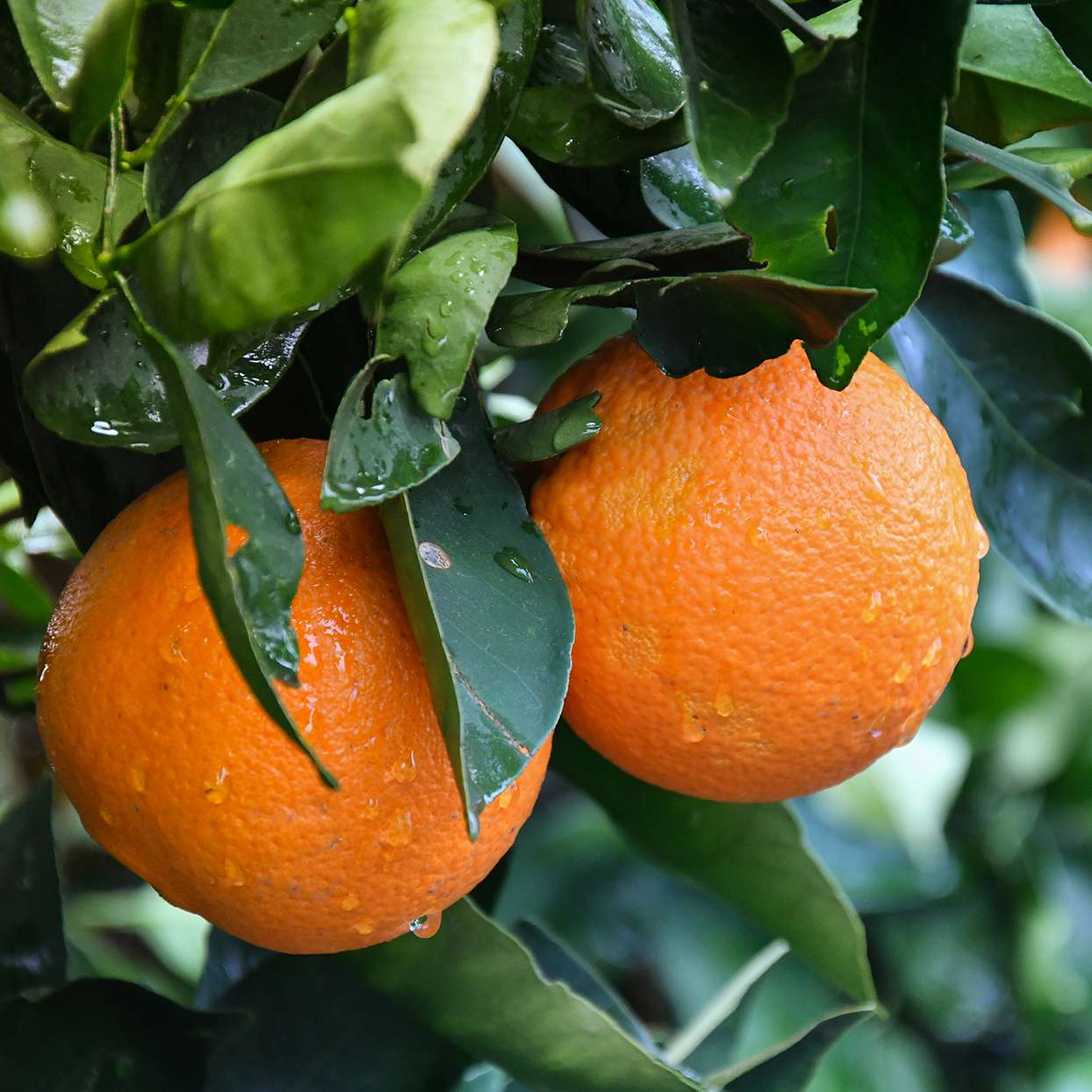 Freshly cut Orange fruit showing the juicy pulp and fruit seeds