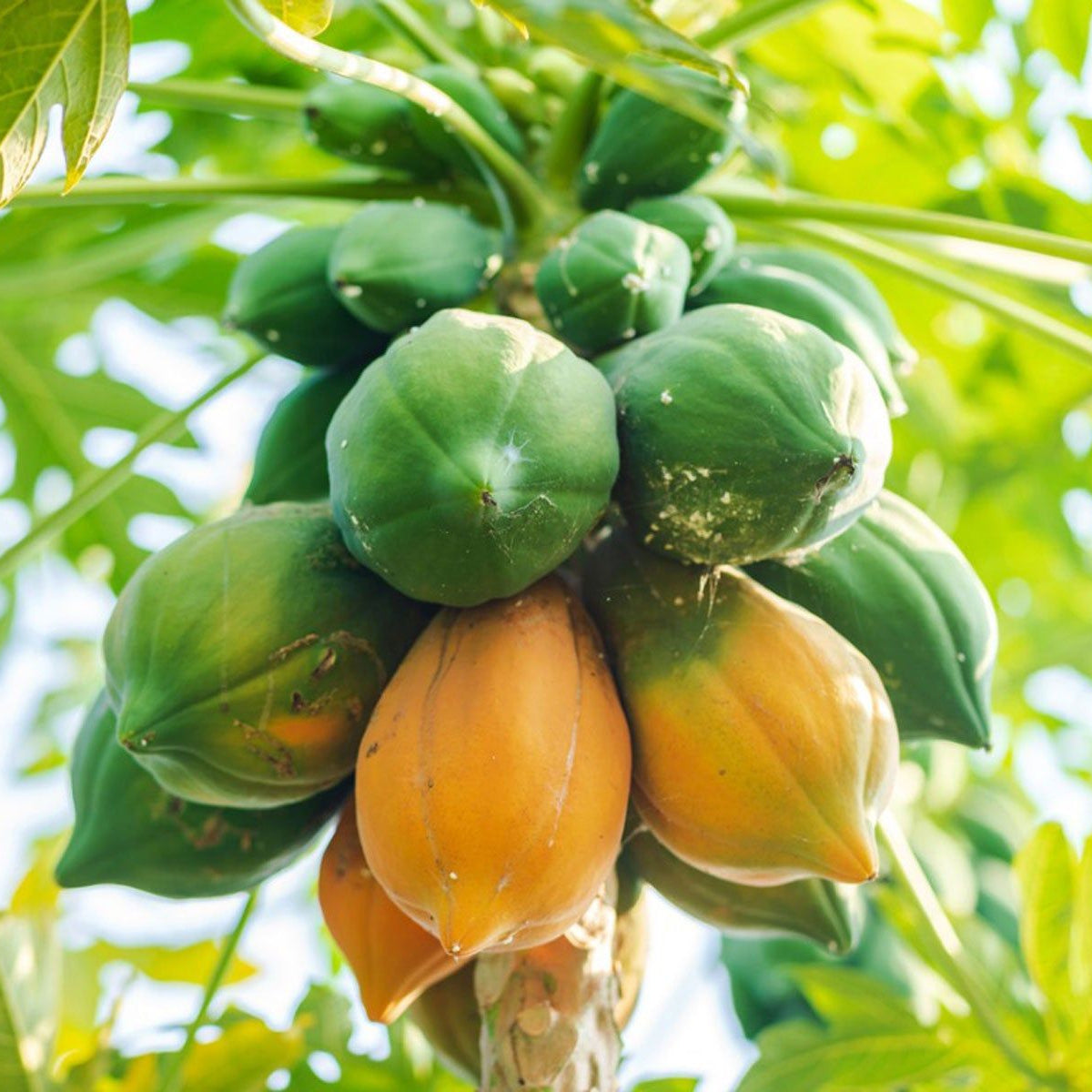 Tropical fruit Papaya cut open showing the sweet orange pulp and fruit seeds