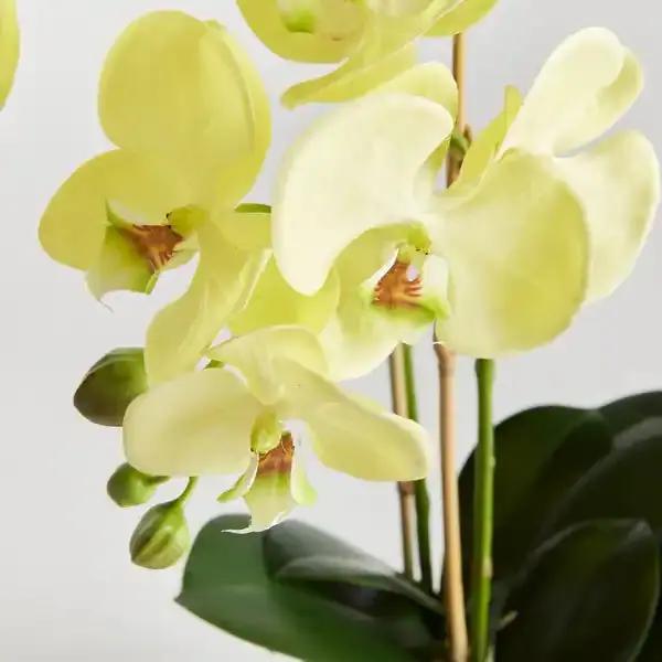 Phalaenopsis Orchid Seeds Pale Green for Planting, NON GMO Seeds Dhara Seeds