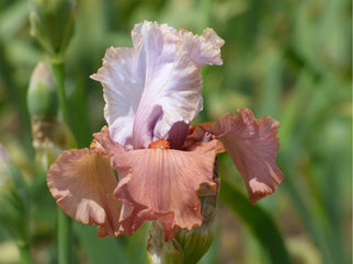 Handful Of Magic Tall Bearded Iris