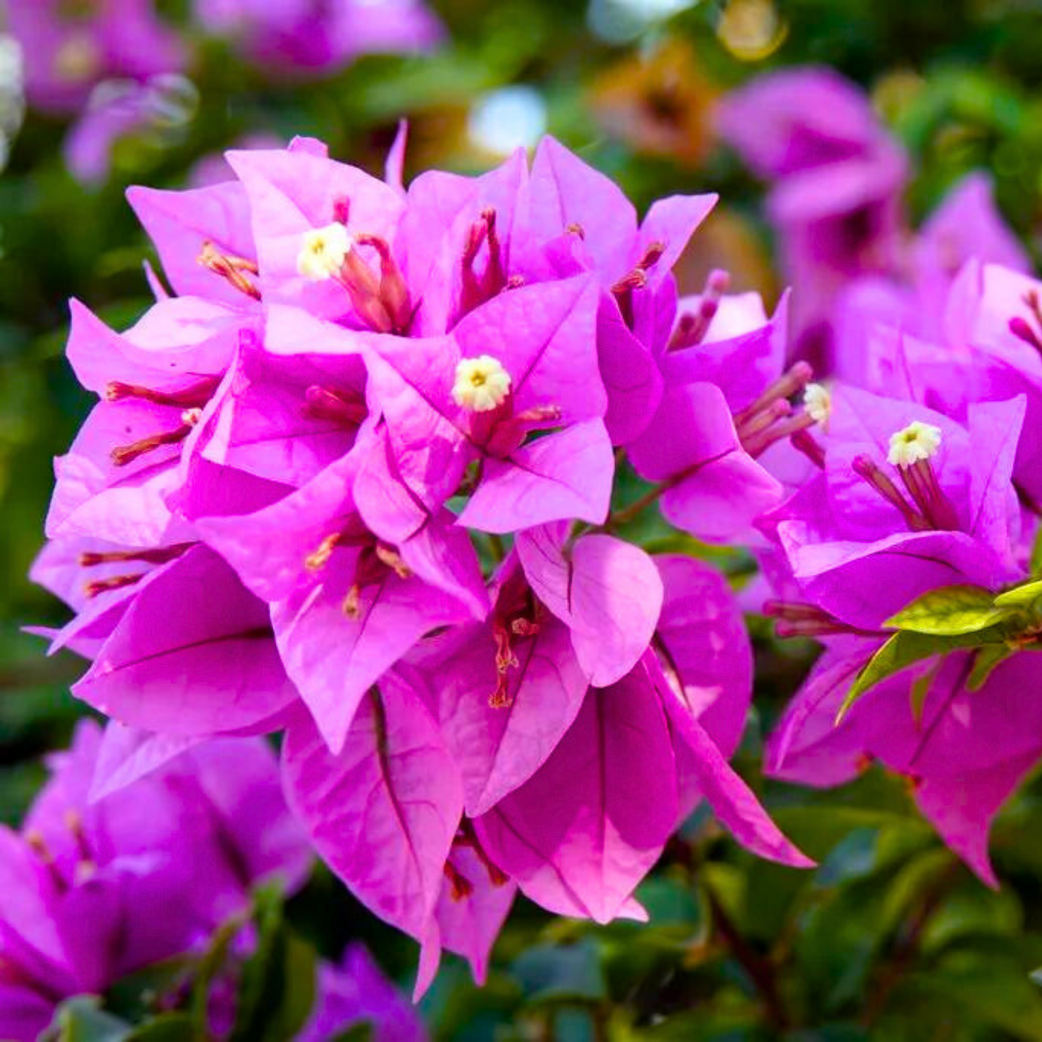 Bougainvillea Purple Hanging Flower Seeds