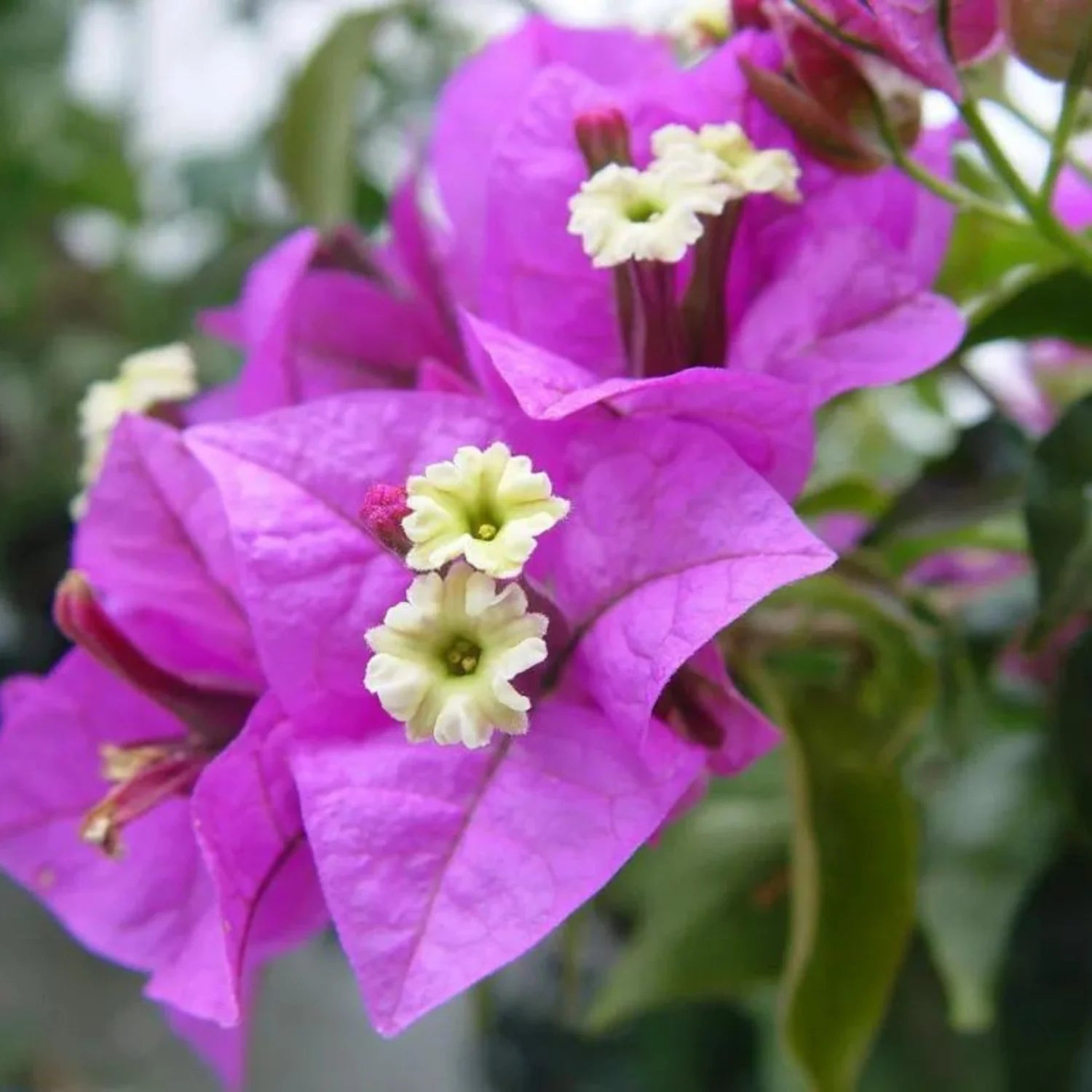 Bougainvillea Purple Hanging Flower Seeds