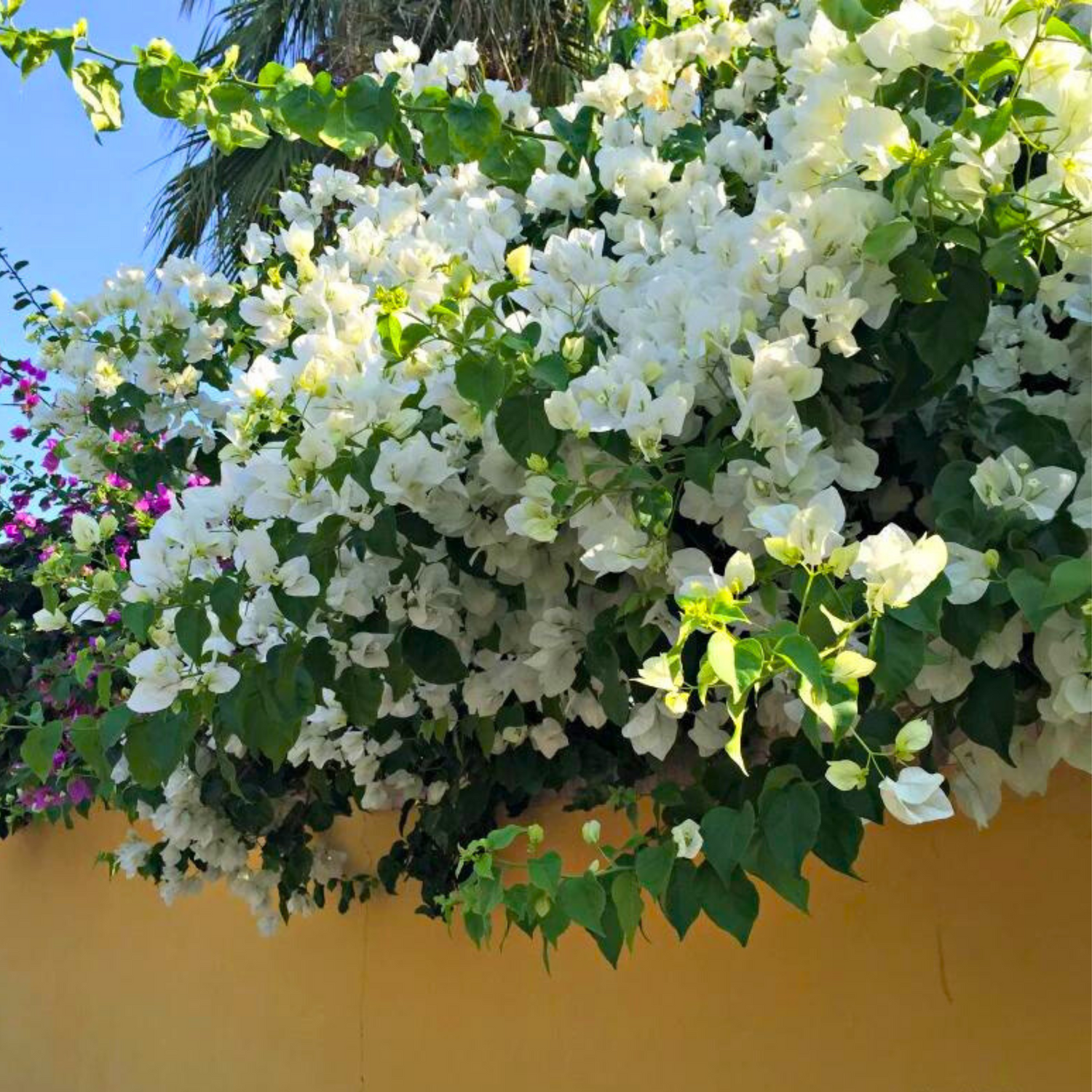 Bougainvillea White Hanging Flower Seeds