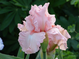 Happenstance Tall Bearded Iris