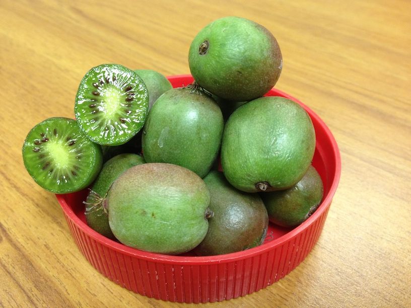 Hardy Kiwi (Actinidia arguta)