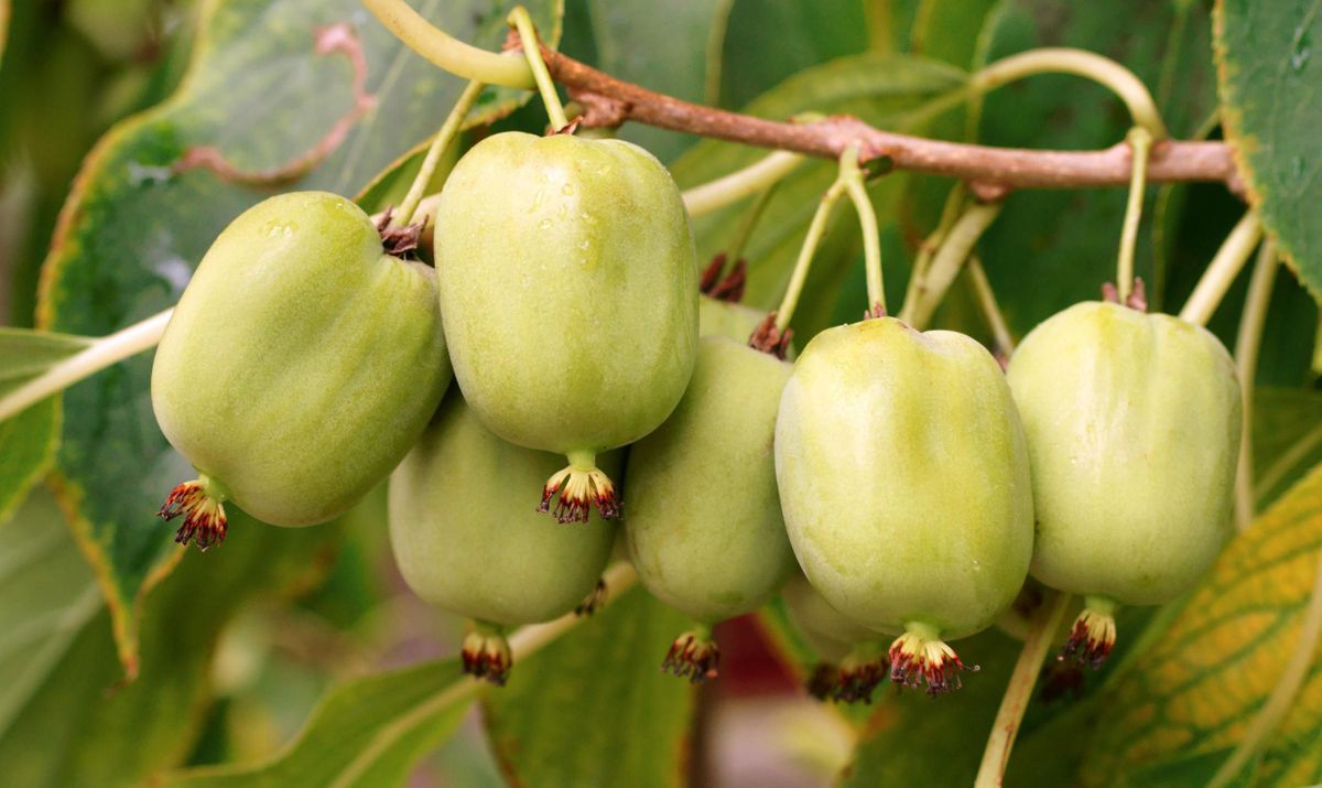 Hardy Kiwi (Actinidia arguta)