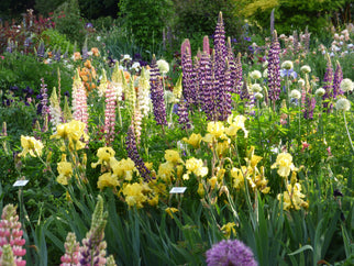 Harvest of Memories Tall Bearded Iris