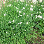 Harvested Chinese Chives used in cooking. Garlic chives for dumplings. Essential Asian culinary herb.