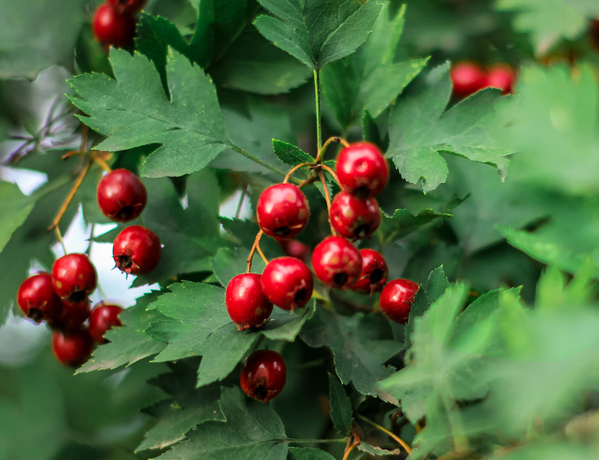 English Hawthorn Seeds