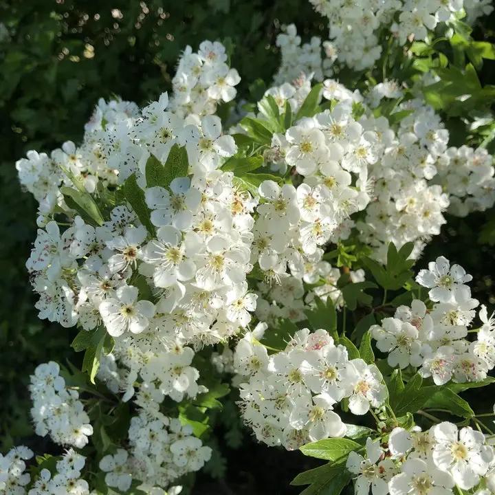 White Crataegus Flower Seeds for Planting - NON GMO Seeds Dhara Seeds