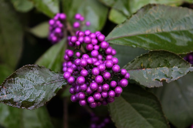 Violet Callicarpa Flower Seeds for Planting - 100