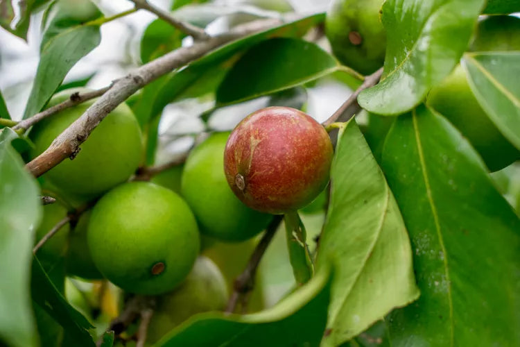 Camu Camu Tree Seeds (Myrciaria dubia)