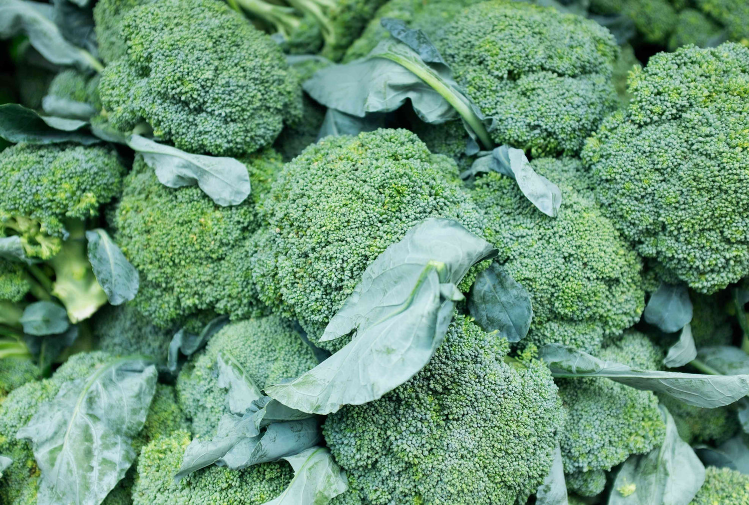 Gardeners Basics Broccoli Seeds