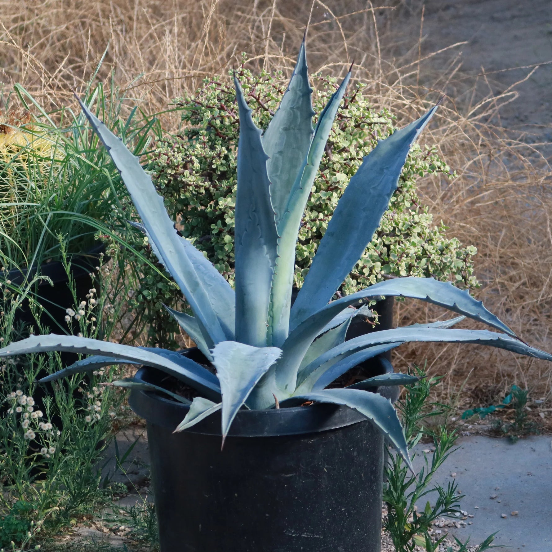 Healthy Agave Americana seedling growing. How to grow Agave from seeds.