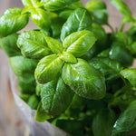Healthy Lemon Basil seedling growing. Steps for successfully growing basil from seeds. Full sun plant.