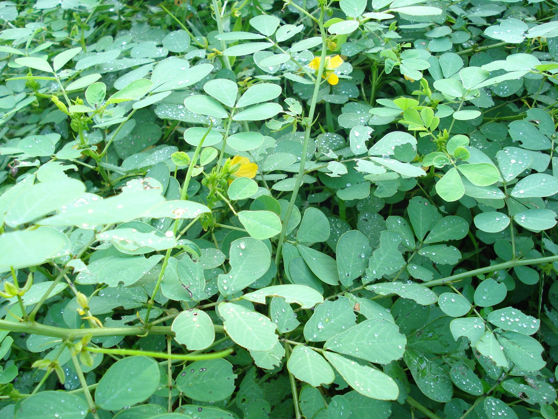 Healthy Sicklepod seedling growing. How to grow Senna Tora from seeds.