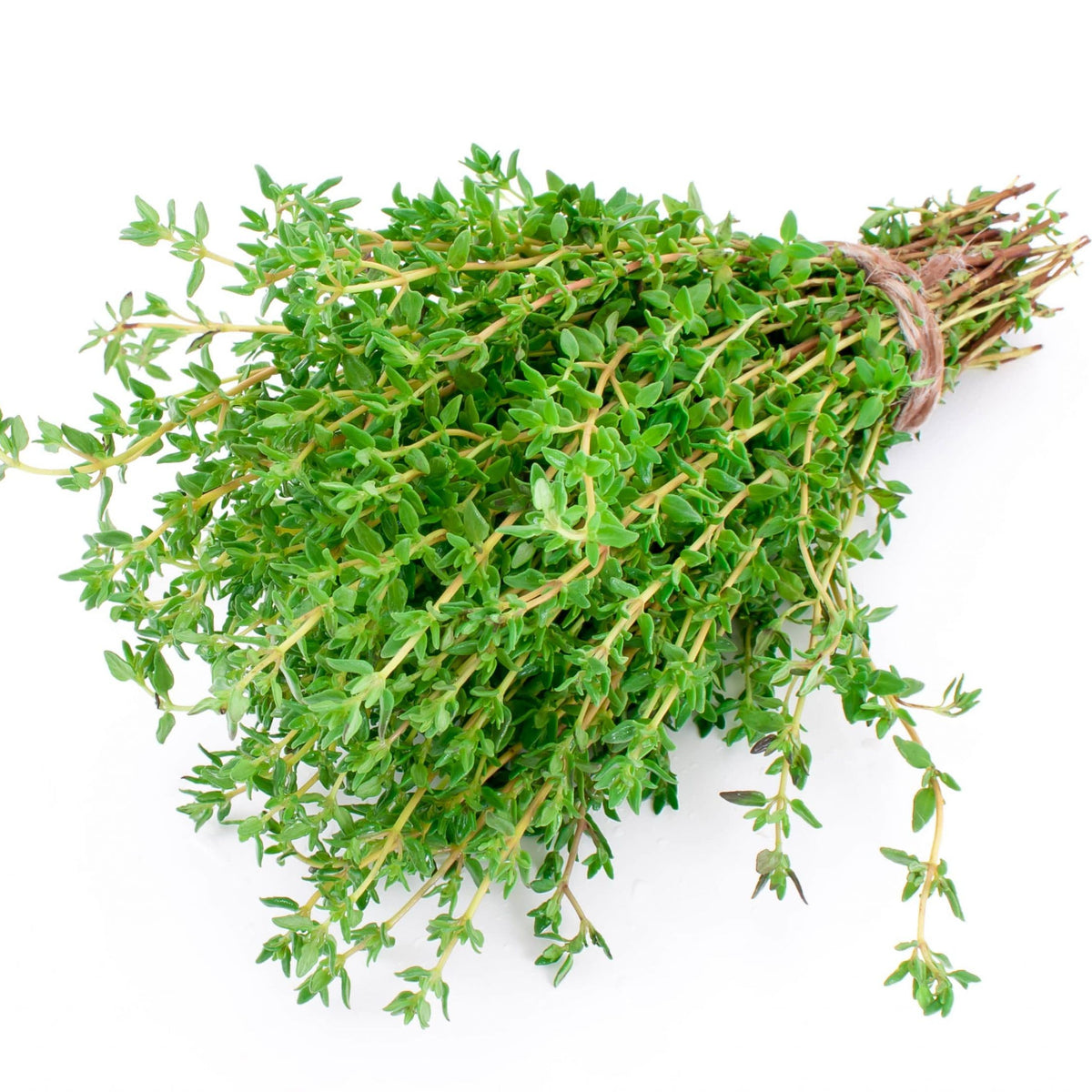 Healthy Thyme seedling growing in a tray. How to grow Thyme from seeds.
