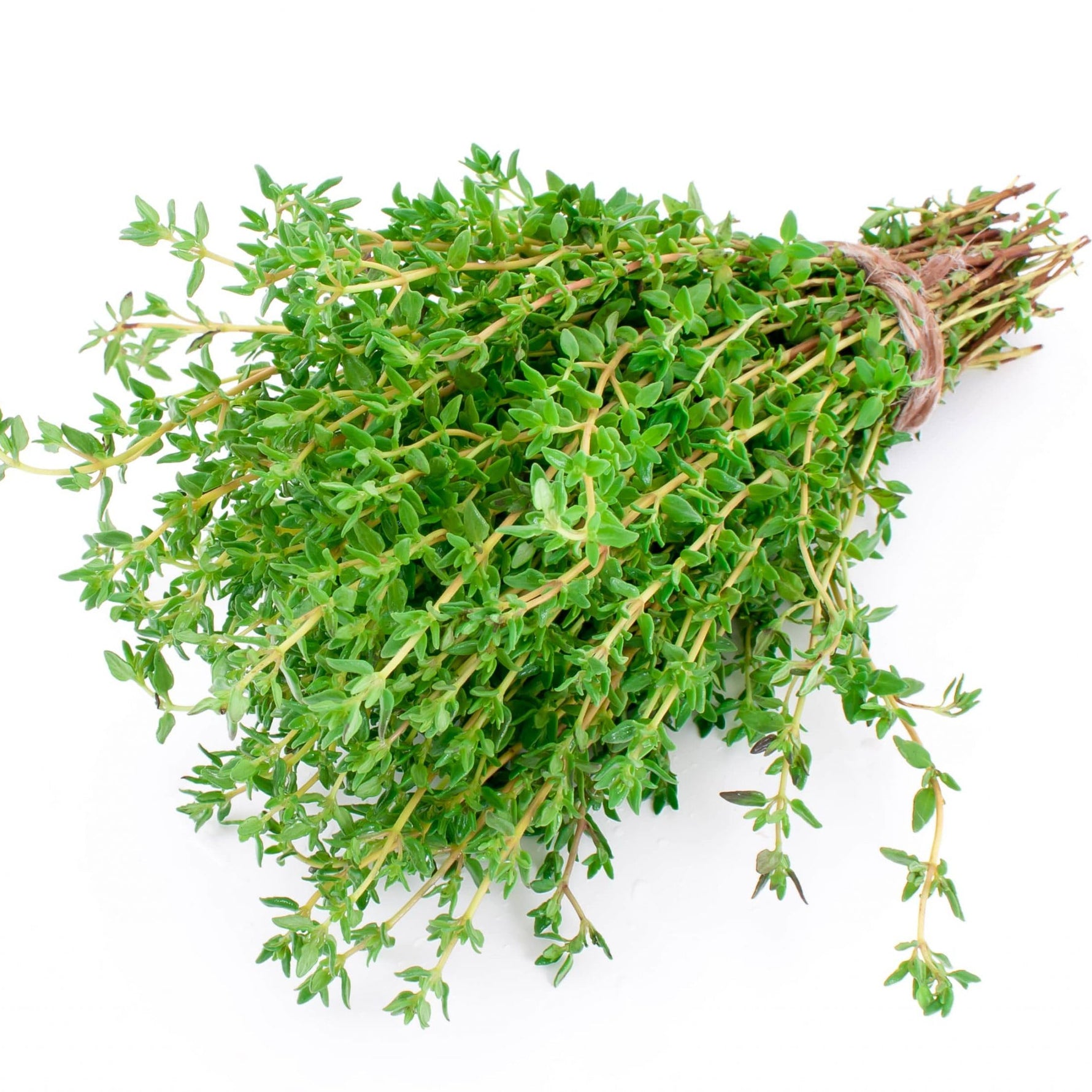 Healthy Thyme seedling growing in a tray. How to grow Thyme from seeds.