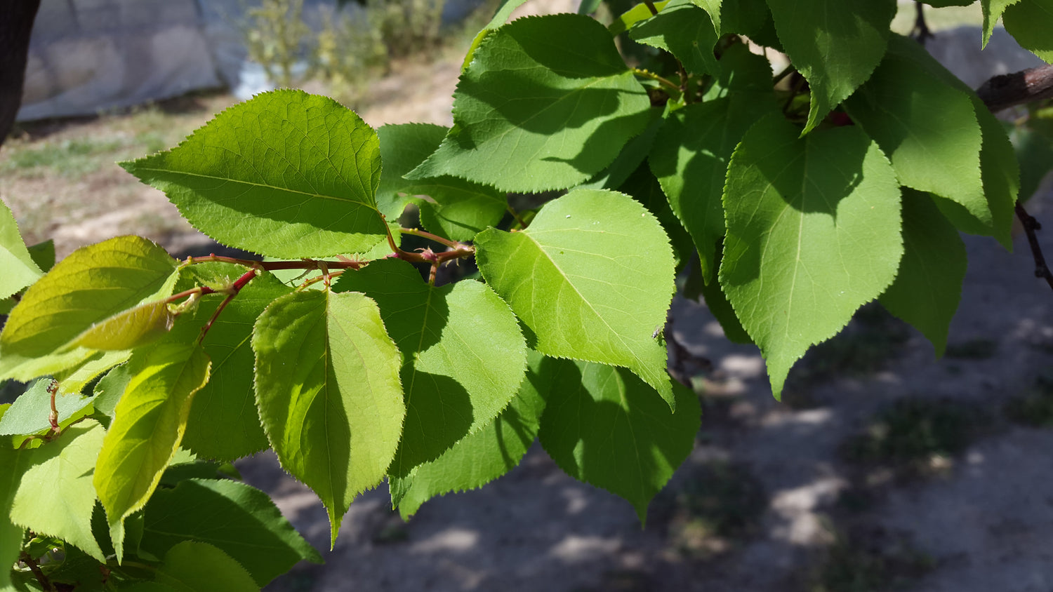 Organic Apricot Seeds