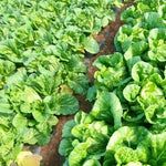 Heat Resistance Chinese Cabbage heirloom non-gmo organic garden seeds