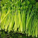 Heat Resistance Rapid Growth High Quality Celery heirloom non-gmo organic garden seeds