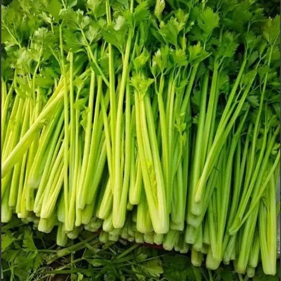 Heat Resistance Rapid Growth High Quality Celery heirloom non-gmo organic garden seeds