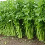 Heat Resistance Vigorous Plant Celery For Sowing heirloom non-gmo organic garden seeds