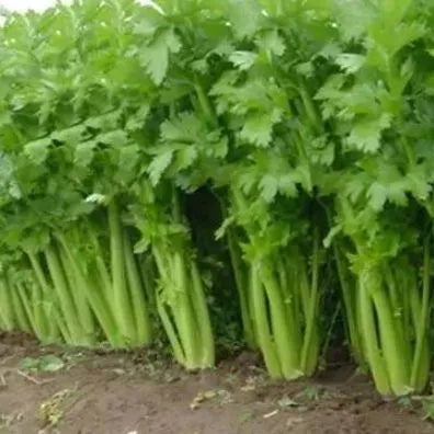 Heat Resistance Vigorous Plant Celery For Sowing heirloom non-gmo organic garden seeds