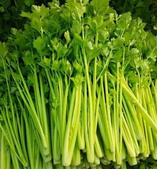 Heat Resistance Vigorous Plant Celery For Sowing – Heirloom, Non-GMO, High Germination Organic Garden Seeds