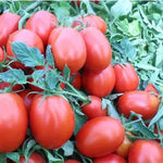 Heat Resistant, High Yield, Wide Adaptability Tomato Tomato heirloom non-gmo organic garden seeds