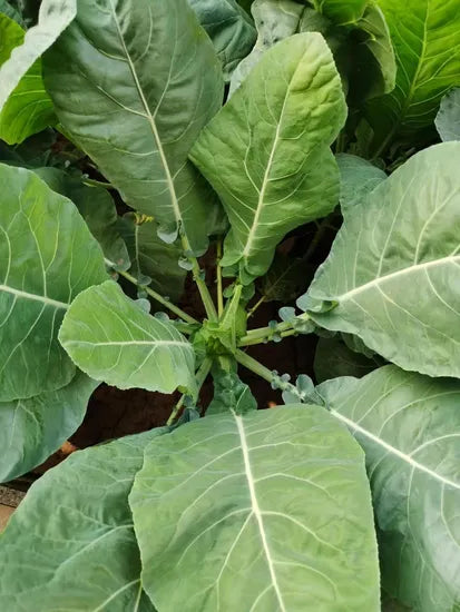 Heat Tolerance Days Cauliflower heirloom non-gmo organic garden seeds