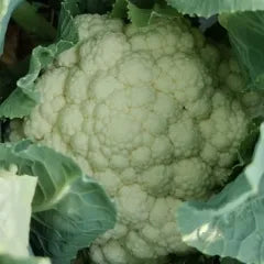 Heat Tolerance Days Cauliflower – Heirloom, Non-GMO, High Germination Organic Garden Seeds