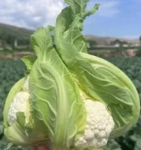 Heat Tolerance Good Adaptability Cauliflower For Sale – Heirloom, Non-GMO, High Germination Organic Garden Seeds