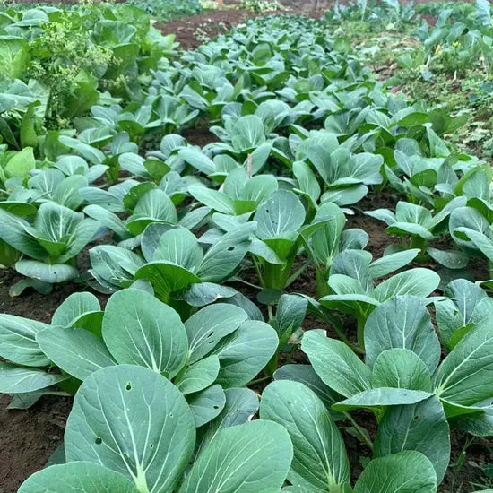 Heat Tolerance High Yield Pak Choi heirloom non-gmo organic garden seeds