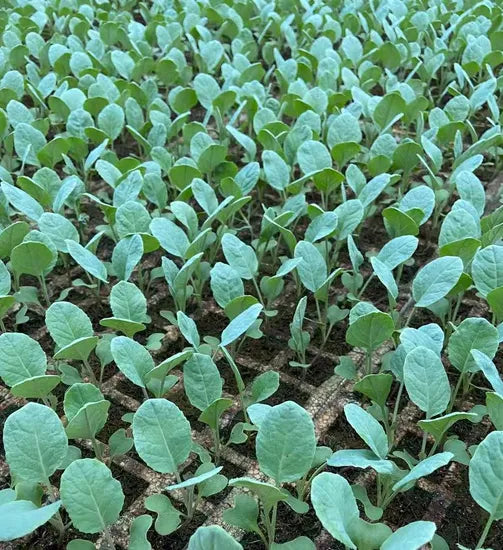 Heat Tolerance Of Hybrid Best Seller Cauliflower heirloom non-gmo organic garden seeds