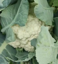 Heat Tolerance Of Hybrid Best Seller Cauliflower – Heirloom, Non-GMO, High Germination Organic Garden Seeds