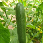 Heat Tolerant Cucumber F1 Cucumber For Sale heirloom non-gmo organic garden seeds