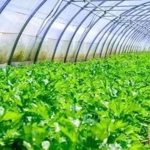 Heat And Cold Resistance High Quality Celery For Sowing heirloom non-gmo organic garden seeds