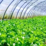 Heat And Cold Resistance High Quality Celery For Sowing heirloom non-gmo organic garden seeds