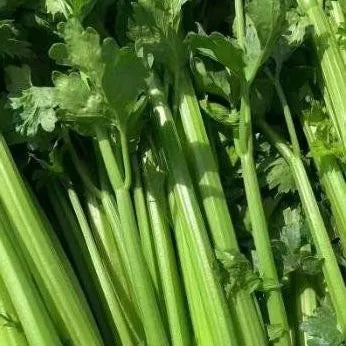 Heat And Cold Resistance High Quality Celery For Sowing – Heirloom, Non-GMO, High Germination Organic Garden Seeds