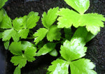 Planting instructions for Heirloom Non-GMO Mitsuba Japanese Parsley seeds