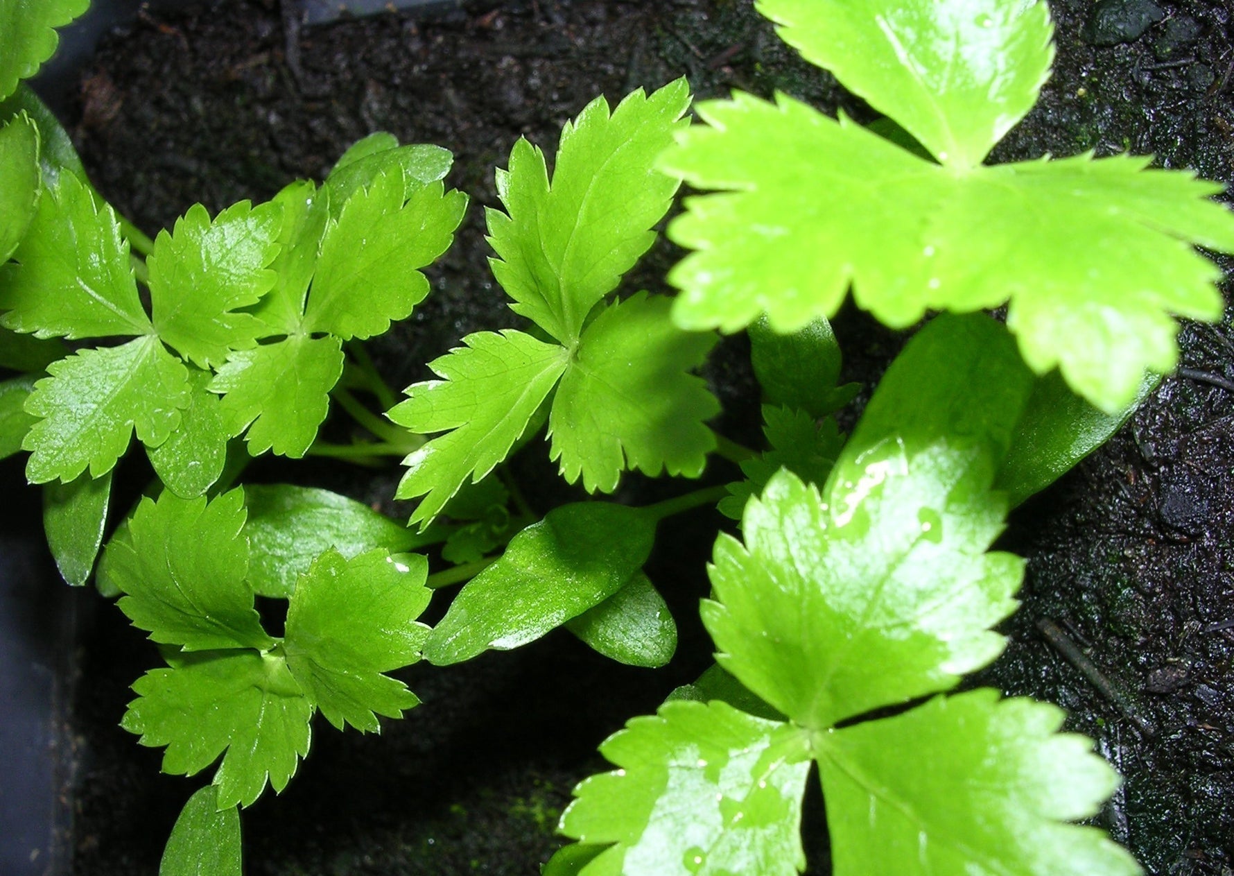 Planting instructions for Heirloom Non-GMO Mitsuba Japanese Parsley seeds