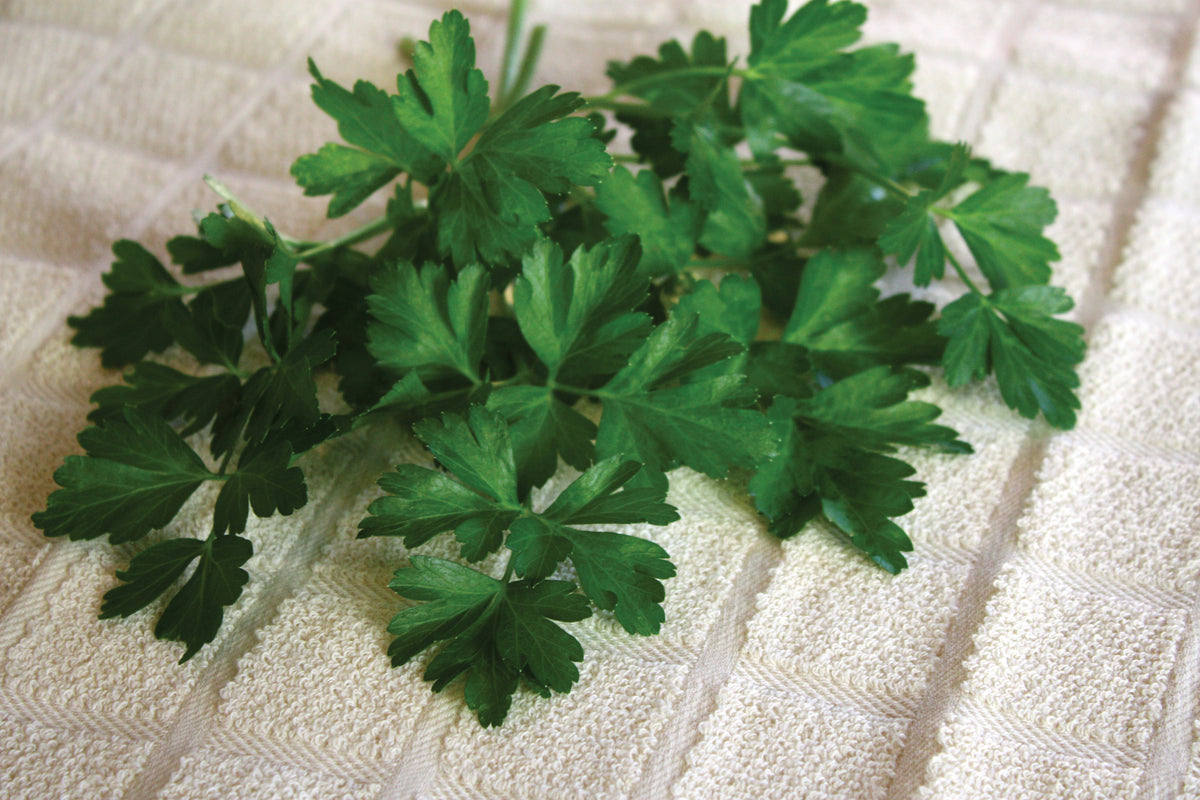 Heirloom Italian Dark Green Parsley showing vigorous growth and robust flavor for cooking.