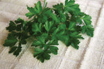 Heirloom Italian Dark Green Parsley showing vigorous growth and robust flavor for cooking.